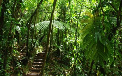 Visiter la Guadeloupe et découvrir les randonnées à faire